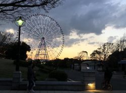 【葛西臨海公園】桜並木付近、うつろう季節を見る 【葛西臨海公園】桜並木付近、うつろう季節を見る
