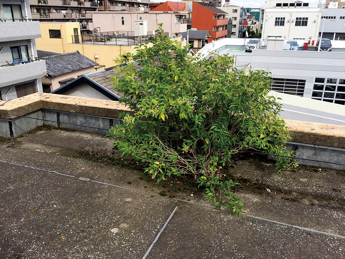屋上には木や草が生え放題！防水の劣化、漏水の危険有り！