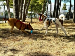 【保護犬を家族に】浦安から目と鼻の先！塩浜ドッグランで「CACI」の保護犬譲渡会が毎月第3日曜日に開催されています♪運命の出会いがあるかも…！