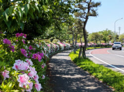 【2025年5月6月】浦安市イベント情報はこちらから！