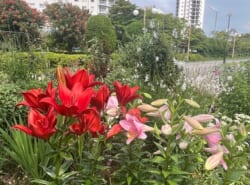 都会のオアシス？秘密の花園？連日の真夏日、シンボルロードのフラワーガーデンに心癒される…！