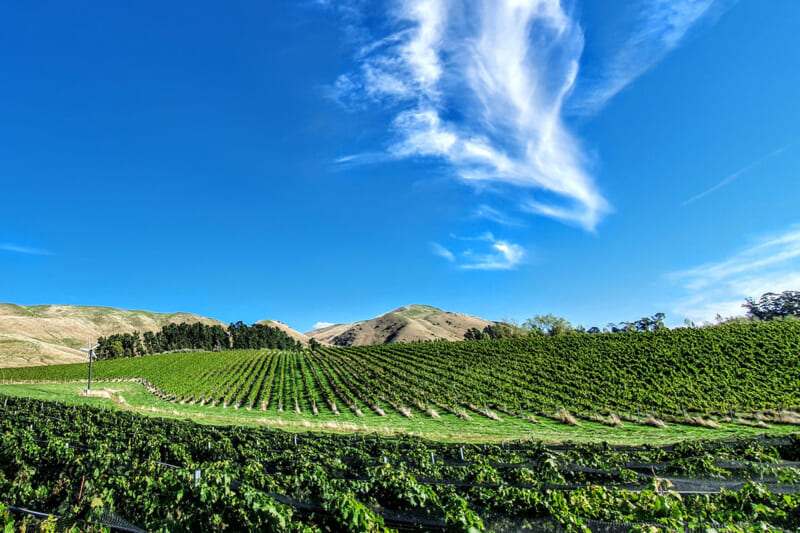 この写真は、ニュージーランド・Wrekin Vineyardの風景。久留宮さんがナチュラルワインの奥深さに衝撃を受けた、原点の場所。