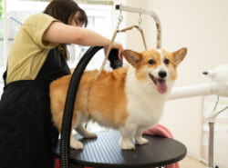 【NEW OPEN】愛犬の“ふわふわ笑顔”に感動！無理をさせない優しさと技術がそろった浦安市堀江の新トリミングサロン体験レポート♪