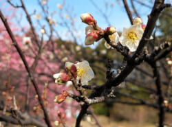 【2月、3月】浦安市イベント情報はこちらから！