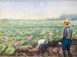 写真からよみがえる｜移りゆく浦安の風景を描く｜見渡す限りの「蓮田」と「レンコン作り」絵：佐々木 静江