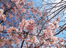 【3月、４月】浦安市イベント情報はこちらから！