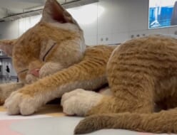 香港巨大猫