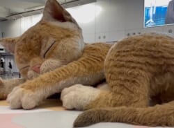 香港巨大猫