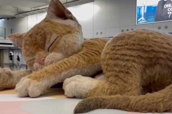 香港巨大猫