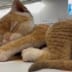 香港巨大猫