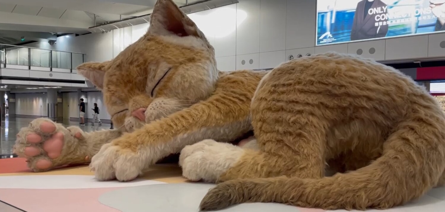 香港巨大猫